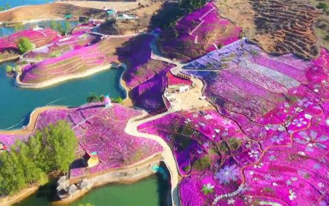 唐山迁西：芝樱花海迎客来